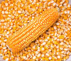 Dry Yellow Corn - 5KG